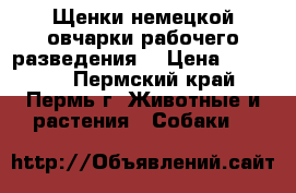 Щенки немецкой овчарки рабочего разведения. › Цена ­ 15 000 - Пермский край, Пермь г. Животные и растения » Собаки   